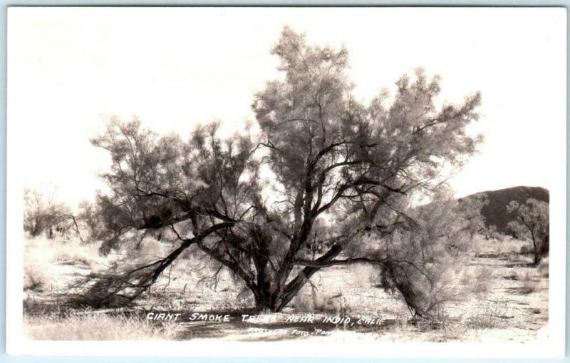 RPPC near INDIO, California CA ~ GIANT SMOKE TREE  Frasher ca 1930s  Postcard