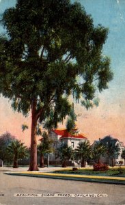 California Oakland Beautiful Shade Trees