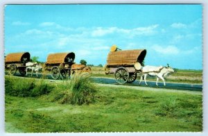 Bull Carts PHILIPPINES Postcard