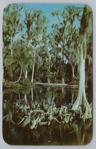 FloridaCypress Trees And Knees In StateVintage Postcard