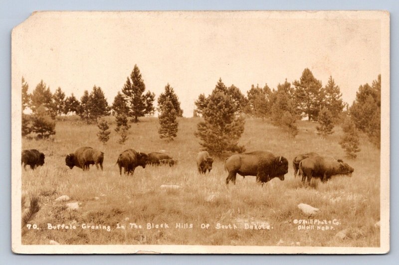 J94/ Black Hills South Dakota Postcard RPPC c1910 Wild Buffalo Bison 453