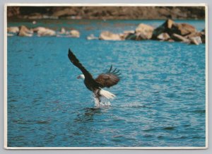 Animal~American Bald Eagle Makes A Rare Sight Feeding~Continental Postcard 