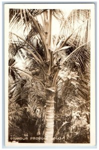 Ecuador Postcard View of Tree Producing Cocos c1920's Antique Unposted