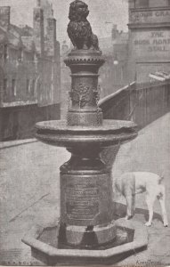 Dog Sniffing Dogs Statue About To Urinate Old Postcard