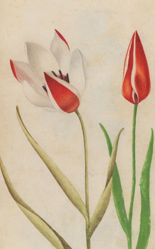 Lady Tulip Tulipa Clusiana Flower Italian 1800s Painting Postcard