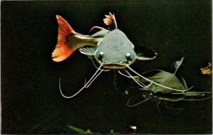 Red Tailed Chocolate Catfish Detroit Aquarium Zoological Park Michigan Postcard