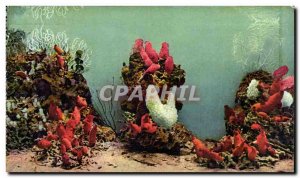 Monaco - Monaco Aquarium - Seeschneiden - tunicate - Ascidia - Old Postcard