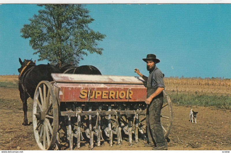 Amish Farmer , 1950-60s
