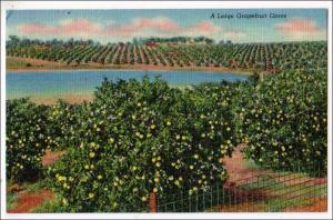 Grapefruit Grove in Florida