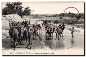 Old Postcard Morocco Scenes and types of the Herd Camel Camel Camel