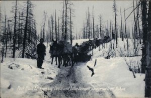 Pack Train Between Log Cabin & Lake Bennett Skagway Trail Yukon AK Alaska