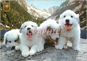 Modern Postcard the Pyrenees puppies