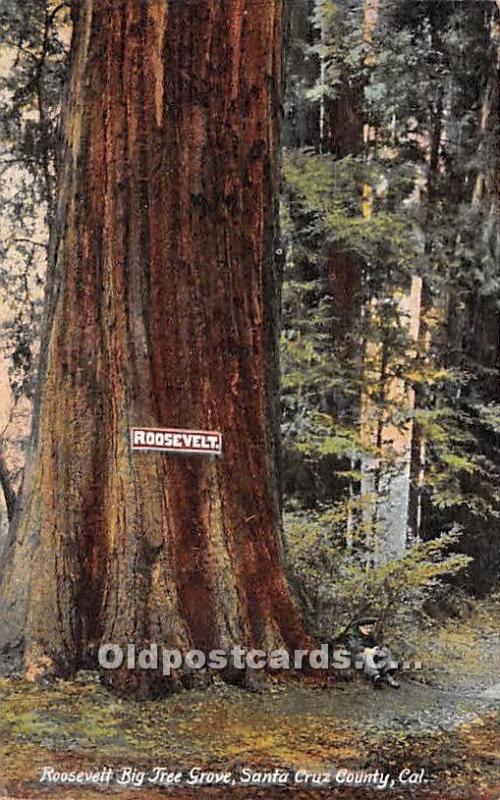 Roosevelt Big Tree Grove Santa Cruz County, California, USA Logging, Timber U...