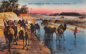 Lot133 africa herd of camels types tunisia