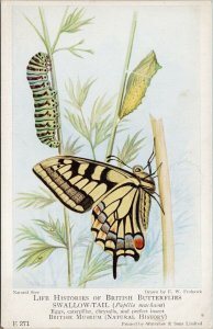 Butterfly Life Histories of British Butterflies Swallow-Tail Unused Postcard H3