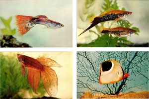 4~Postcards GUPPY~BETTA~SWORDTAILS~BUTTERFLY Fish Photos By H Axelrod~E Kennedy