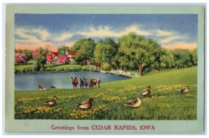 c1940's Greetings From Cedar Rapids Iowa IA Unposted Cows And Ducks Postcard