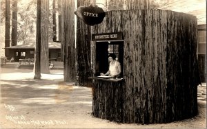 RPPC Woman in Redwood Tree Office, Lanes Redwood Flat CA Vintage Postcard G58