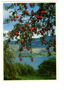 Delicious Apple Tree, Okanagan Valley, British Columbia