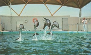 Porpoise Formation Jump At St Petersburg Florida Seaquarium Dolphin Postcard