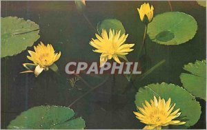 Postcard Modern Tropical Water Lily Aviator Pring on display at the Missouri ...