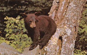 Black Bear Rests on Rock Great Smoky Mountains National Park, USA Bear Unused 