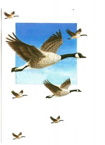 Canada Geese Flying