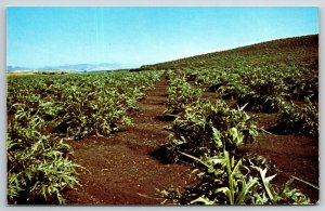 Farming~Castroville California~Giant Artichoke Field~Vtg Postcard