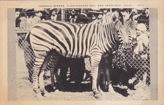 California San Francisco Chapman Zebras Fleishhacker Zoo