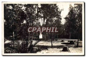 Postcard Old Square Beauvallon The Eucalyptus