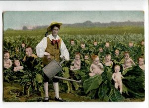 3028197 MULTIPLE BABIES in Cabbage. Old Collage