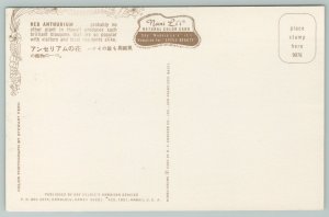 Hawaii~Red Anthurium~Vintage Postcard