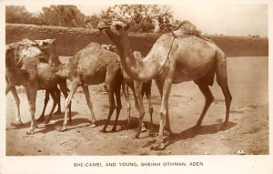 She-Camel and Young Sheikh Othman, Aden Unused real photo