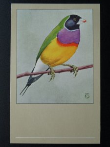 Bird Theme BLACKHEADED GOULDIAN FINCH c1950s Postcard by P. Sluis Series 3 No.33