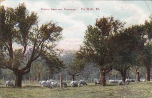 Illinois De Kalb Country Scene With Grazing Sheep 1910