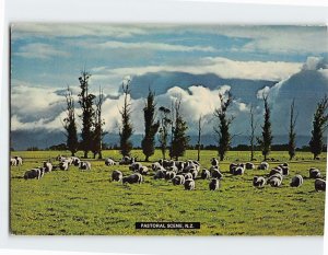 Postcard Pastoral Scene, New Zealand
