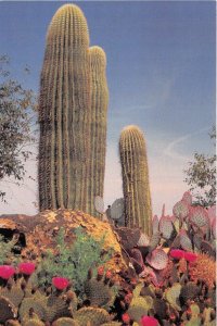 Lot 19 usa nevada cactus ethel m garden giant saguaro