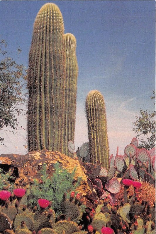 Lot 19 usa nevada cactus ethel m garden giant saguaro