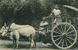 PC CPA SINGAPORE, BULLOCK CART AND DRIVER, VINTAGE POSTCARD (b11964)