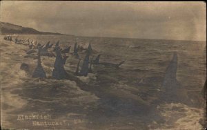 Nantucket MA Blackfish Pilot Whales Ashore c1915 Real Photo Postcard