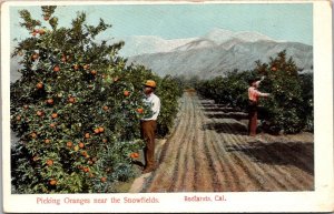 Picking Oranges Near Snowfields, Redland CA Undivided Back Vintage Postcard X50