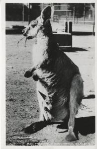 Wallaroo San Francisco Zoological Gardens Macropus Robustus Mom Baby Postcard D5 