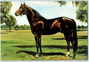 OCALA STUD FARM, Florida FL Horse Stallion ROUGH'N TUMBLE c1960s -6x9 Postcard