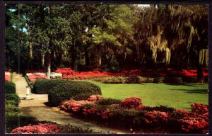 A Beautiful Southern Garden BIN