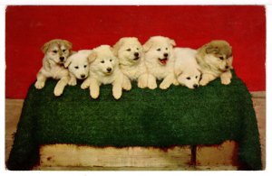 Huskows - Alaskan Husky with Trained Chow - 1970's