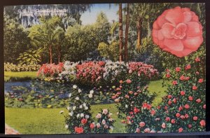 Vintage Postcard 1940 Camellia Time, Cypress Gardens, Winter Haven, Florida FL