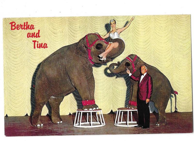 Bertha and Tina Talented Elephant Act Nugget Hotel & Casino Sparks Nevada