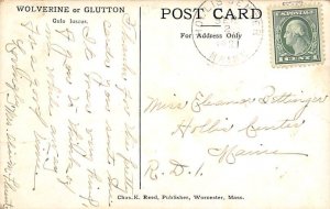 Wolverine Or Glutton Beaver 1921 