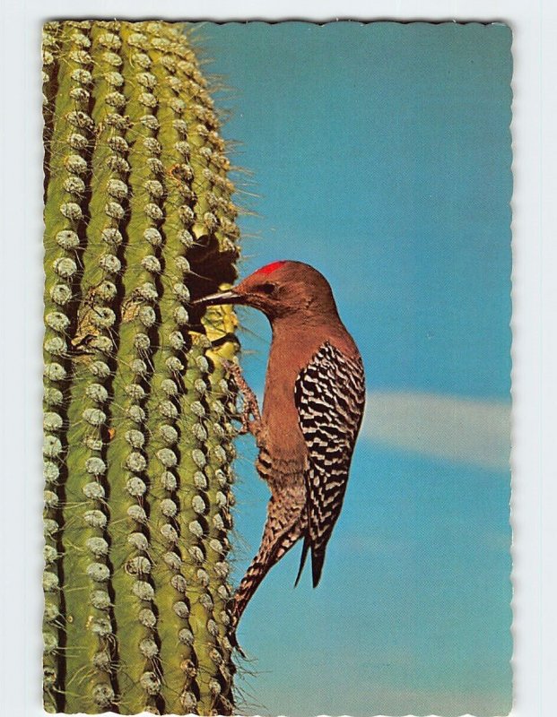 Postcard Gila Woodpecker, Saguaro National Monument, Arizona