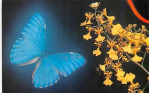 Morpho Butterflies, May Museums of the Tropics Colorado Springs, Colorado, US...